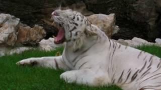 White Bengal tiger - Panthera tigris tigris - Beli bengalski tigar