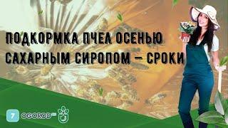 Подкормка пчел осенью сахарным сиропом — сроки