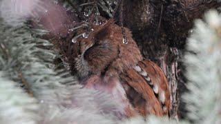 Eastern Screech Owls Sheltering During a Thunderstorm