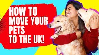 TRAVEL WITH PETS TO UK SAFELY  | How to Fly Your Dogs to UK | Move to UK 2022