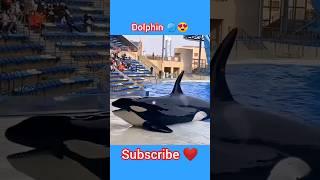 TikTok dolphin video  video #shorts #youtubeshorts #cute