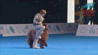 FCI Dog dance World Championship 2016 – Freestyle final  - Marina Novoselova and FUNNYUF (Russia)