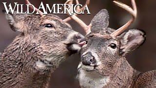 Wild America | S3 E8 Pennsylvania Whitetail | Full Episode HD