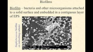 bio220 video lecture biofilms