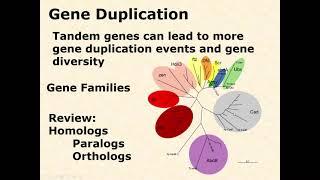 BIOL 3406 Unit 2 5 2 Evolution of the Toolkit  Gene Duplication