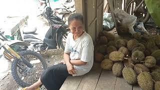 DURIAN MURAH DI JAWA TENGAH,DESA WISATA DURIAN NGARAN,KALIGESING PURWOREJO, NO WA,081282771533