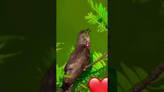 Nepali music bird #pets #funny #cat #fact2ch#animals #merosewa4k #birds #fish #football #viralvideo