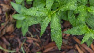 Edible Smartweeds: Lady's Thumb and Other Persicarias