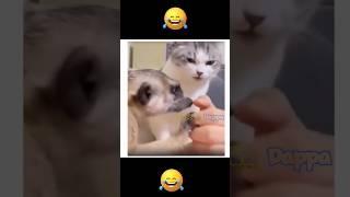 Cat vs. Mongoose || Funny Dubbing #shortsfeed #shorts #catvideos #funnyanimals #comedy #animalvideos