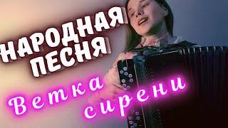 Анастасия Заволокина Ветка сирени | Народная песня на баяне | Душевная музыка Кавер баянист