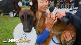 Best moments from the Incredible Dog Challenge | NBC Sports