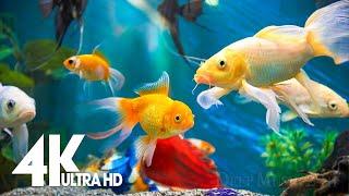 Aquarium 4K VIDEO (ULTRA HD)  Amazing Beautiful Coral Reef Fish - Relaxing Sleep Meditation Music