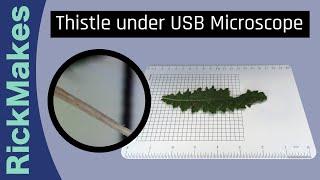 Thistle under USB Microscope