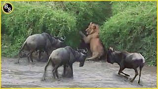 The Greatest Fights In The Animal Kingdom | Lion VS Wildebeest