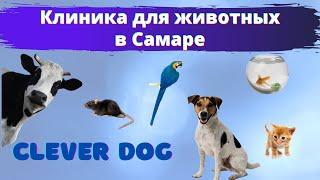 Клиника для животных в Самаре. Ветеринарный центр Clever Dog