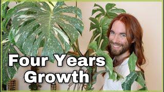 Leap Years and Avocado Trees 2024