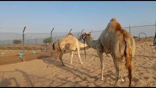 شبابى آصفهCamel Video Dubai | Camel Breeding Season | Camel Meeting Video | Camel Market