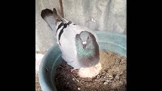 #pigeon #pigeonhobby #kalapati #pigeonracing #kalapati #pigeonfancier #kalapatids #kalapatiracing