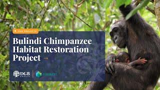 Bulindi Chimpanzee Habitat Restoration Project (Uganda)