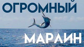 Морская рыбалка: ОГРОМНЫЙ марлин сожрал нашего живца!