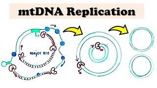 Mitochondrial DNA (mtDNA) Replication - D loop Replication (deep-dive video)