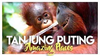 TANJUNG PUTING NATIONAL PARK: ORANGUTANS IN INDONESIA