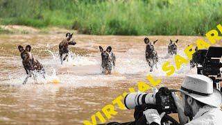 Wild Dogs Plunge Into River and POWERFUL Lion Roars- Virtual Safari #261