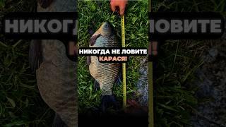 НИКОГДА НЕ ЛОВИТЕ Карася и ВОТ ПОЧЕМУ #рыбалка #рыба #карась