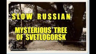 Slow Russian / A Mysterious Tree of Svetlogorsk