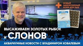 Аквариумные новости с Владимиром Ковалевым (31.03.2023). Золотые рыбки, слоны и новый корм.