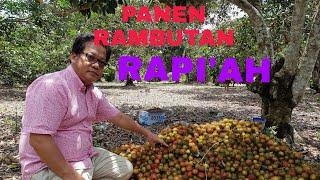 PANEN BUAH RAMBUTAN RAPI'AH DI KEBUN SENDIRI