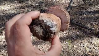 Перші білі гриби в травні 2024р Печенізький ліс