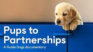 Pups to Partnerships - a Guide Dogs documentary