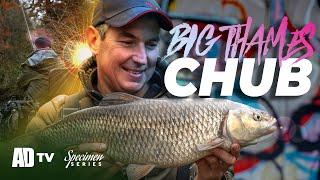 Thames Winter Chub - Big Chub - Phil Spinks Specimen Series