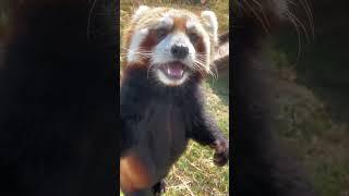 Little Red Panda Ruby Walking around #turningred