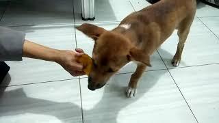 MY DOG LOVES MANGO