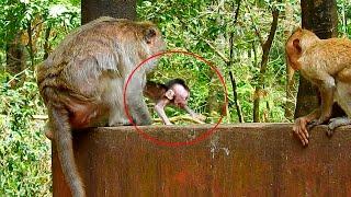 Baby monkey crying super loudly when mom trying to save her from the little kidnapper