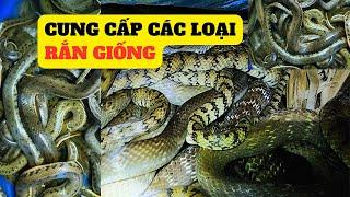 Cung Cấp Các Loại Rắn Giống - Trại Giống Đông Sơn