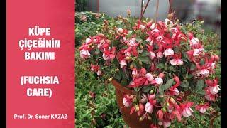 FUCHSIA CARE AND PROPAGATION