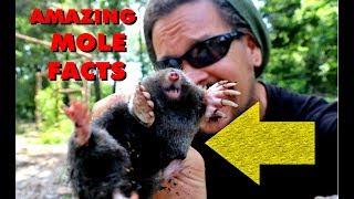 AMAZING MOLE FACTS