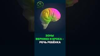  ЗОНЫ ВЕРНИКЕ И БРОКА - РЕЧЬ РЕБЁНКА #нейропсихологспб #мозг