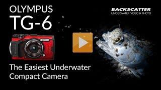 Olympus TG-6 | The Easiest Compact Camera for Underwater Photography