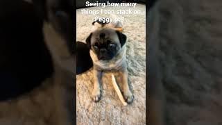 Seeing how many things I can stack on Peggy pt 1 #pugs #cute #dogs #dogshorts #funny #bored #wtf