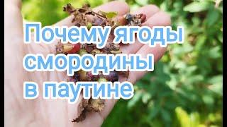 ПАУТИНА на ягодах смородины- опасный вредитель смородины- крыжовниковая ОГНЕВКА