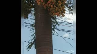 Fox Tail Palm tree and fruit