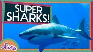 Super Sharks! | Amazing Animals! | SciShow Kids