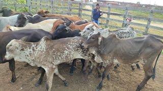 Feira de Gado de Saloá-PE Nelore pintado 11-9-24 #pecuaria #agro #boi