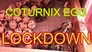 COTURNIX HATCHING EGG LOCKDOWN -  Why it's so important!