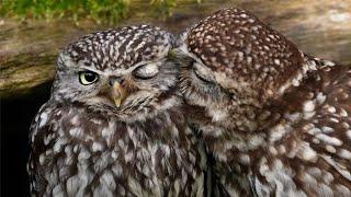 Adorable Little Owl Pair Preening | Discover Wildlife | Robert E Fuller