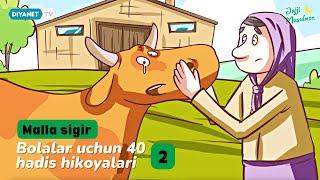 Bolalar uchun 40 hadis hikoyalari - Malla sigir